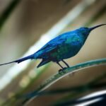 Invoice Factoring California