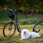 LMS for Training Companies