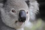 AI regulation Australia 2026
