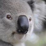AI regulation Australia 2026