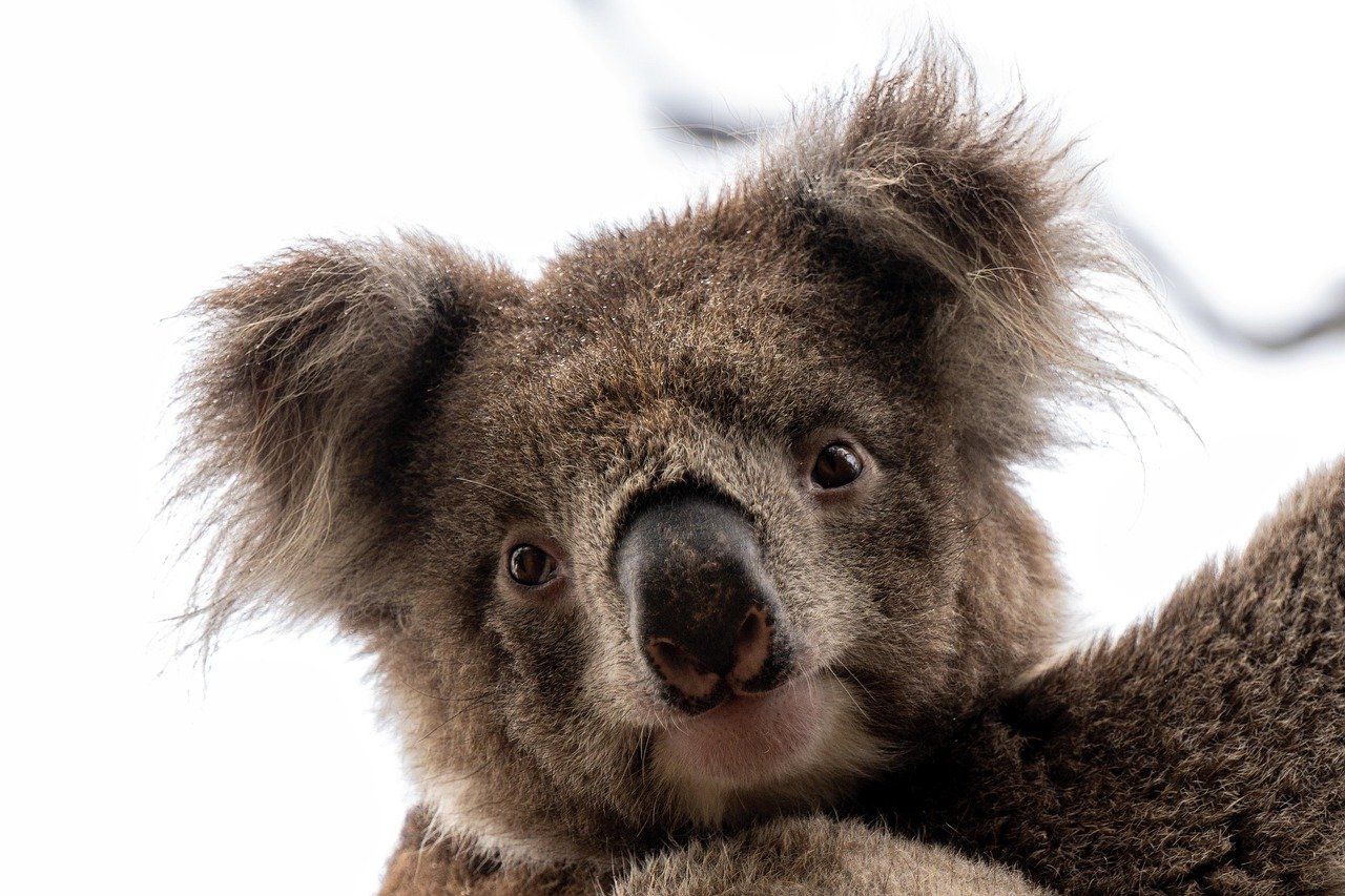 AI regulation Australia 2026