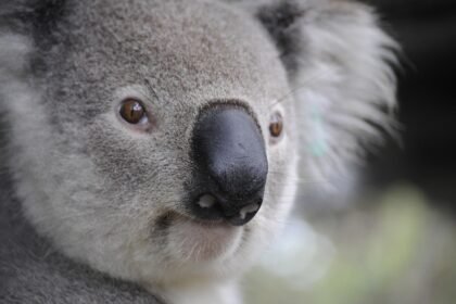 AI regulation Australia 2026