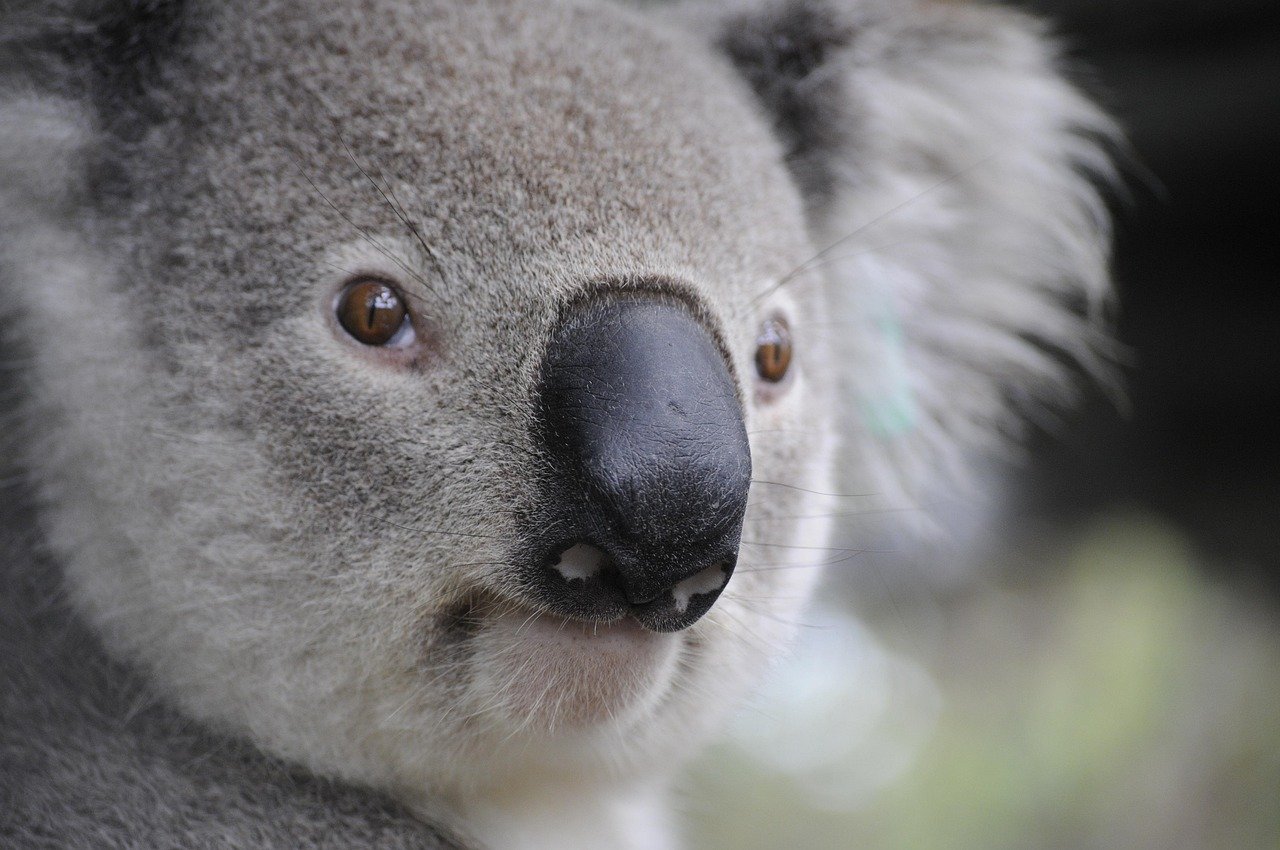 AI regulation Australia 2026
